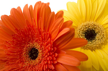 bouquet of gerberas on a white background