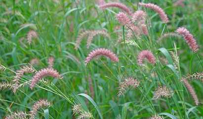 Obraz premium setaceum pennisetum grass