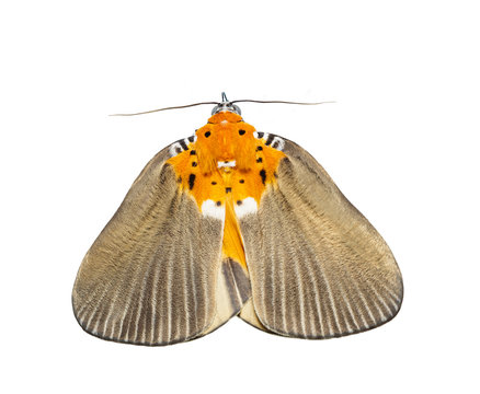 Isolated female of broad-winged tiger moth