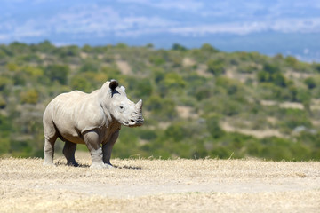 African white rhino