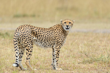 Fototapeta na wymiar Wild african cheetah