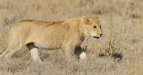 Lion in National park of Kenya, Africa