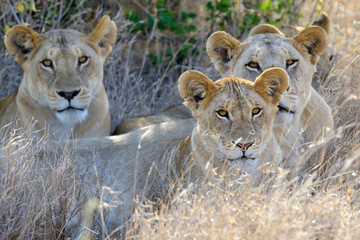 Lion in National park of Kenya, Africa