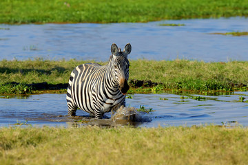 Fototapeta na wymiar Zebra in National park of Kenya