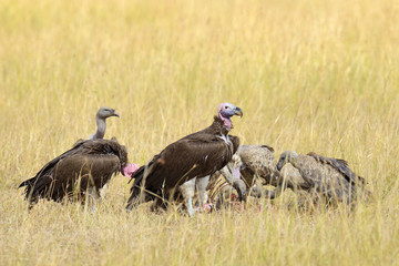 Fototapeta premium Vulture feeding on a kill
