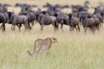 Wild african cheetah