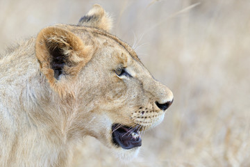 Close lion in National park of Kenya