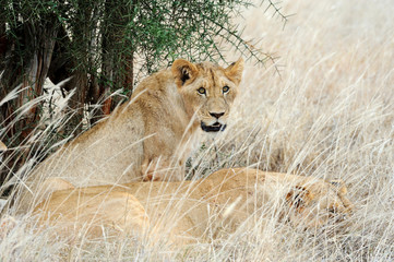 Close lion in National park of Kenya