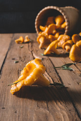 Chanterelles scattered from birchbark boxes on a wooden brown background of old boards