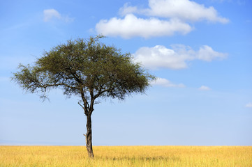 Landscape with tree in Africa