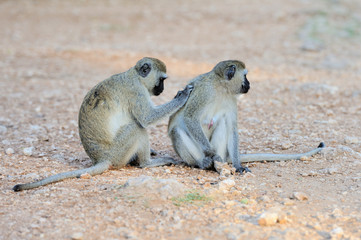 Two Vervet Monkey