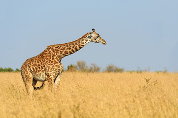 Giraffe in National park of Kenya