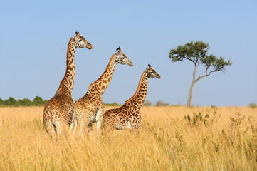 Giraffe in National park of Kenya