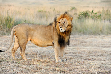 Close lion in National park of Kenya