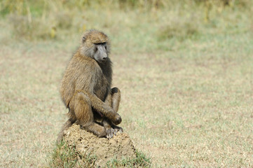 Baboon