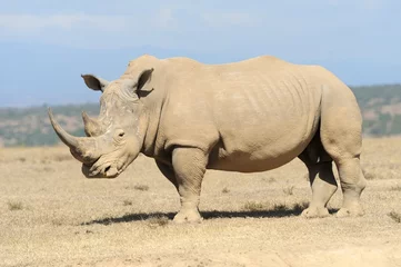 Zelfklevend Fotobehang African white rhino © byrdyak