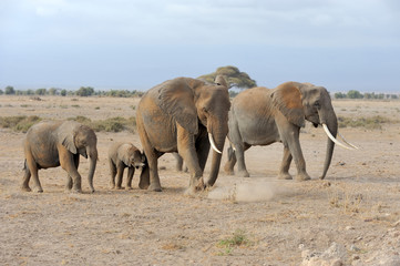 Elephant in National park of Kenya