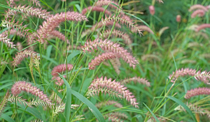 setaceum pennisetum  grass