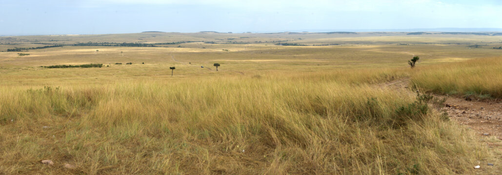 Savannah panorama in the National park of Kenya