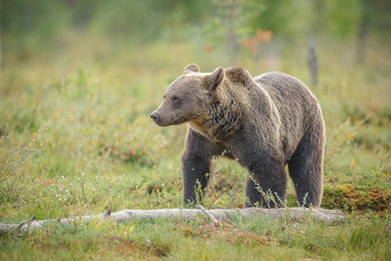 Brown bear and mosquitos, Finland