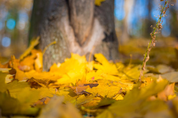 closeup autumn leaves in a park