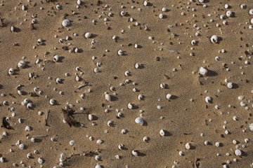 Gusci di lumache nella sabbia, dune di sabbia.