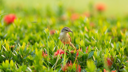 Plain Prinia