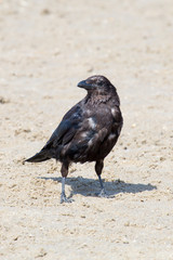 Krähe/Rabe/schwarzer Vogel