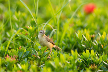 Plain Prinia