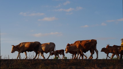 Herd of cow moving on the way to their stall in the evening 
