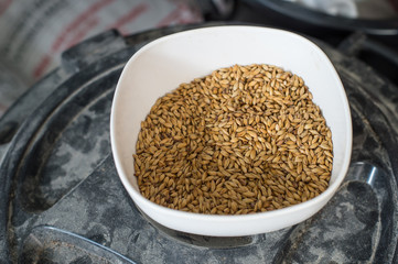 Close up of malt grains