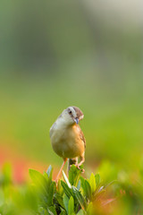 Plain Prinia