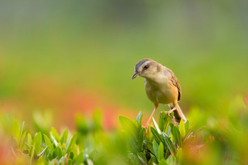 Plain Prinia