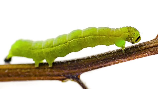 Eine Raupe putzt sich auf einem Ast