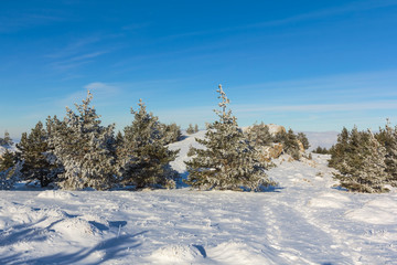 bright winter forest panorama
