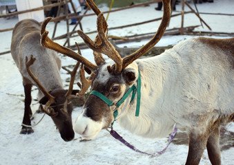 reindeer in Siberia in winter