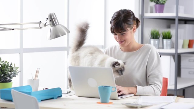 Woman working at home with a laptop and cuddling her beautiful long hair cat on the desk