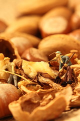 Miniature gardeners nuts.
Miniature gardeners on a selection of cracked nuts.