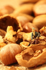 Miniature gardeners nuts.
Miniature gardeners on a selection of cracked nuts.