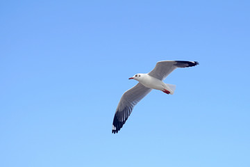 flying seagull bird
