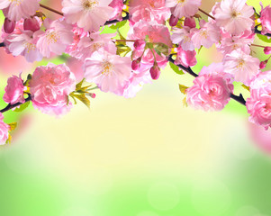 Pink sakura blossom over blurred spring nature background