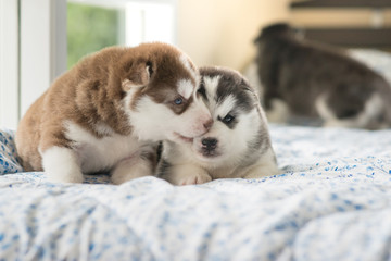 Cute siberian husky puppies lying