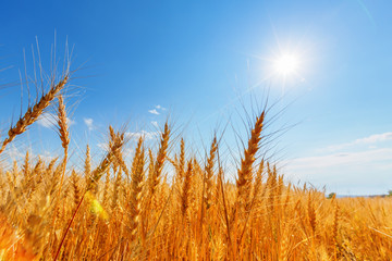 Wheat ears and sun