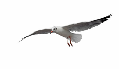 flying seagull bird isolated on white