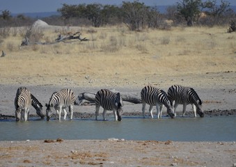 Fototapeta na wymiar Thirsty zebras