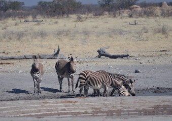 Fototapeta na wymiar Zebras around a water hole