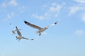 group of flying seagull bird