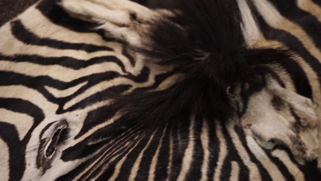 natural carpet of zebra