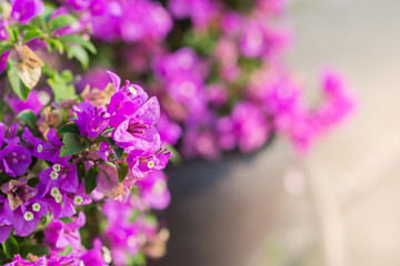 Fototapeta premium Pink blooming bougainvilleas