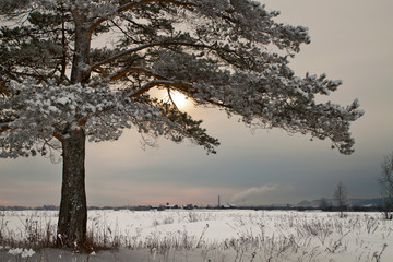 Tree covered with frost